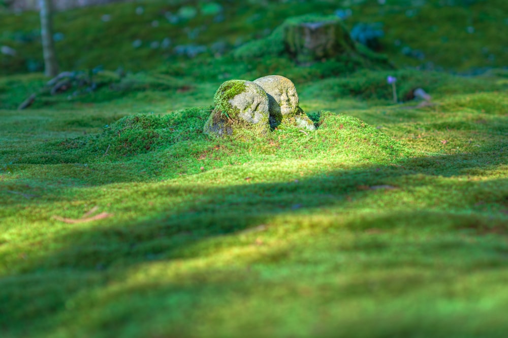 Campo de grama verde