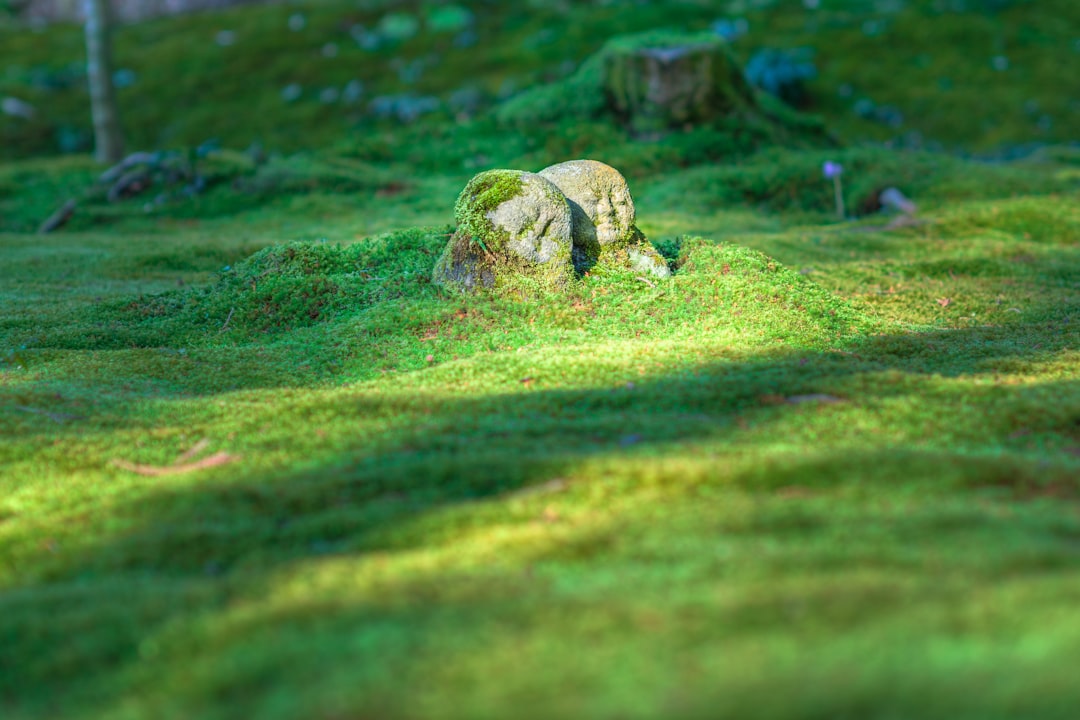 travelers stories about Wildlife in Kyoto Ohara Sanzenin, Japan