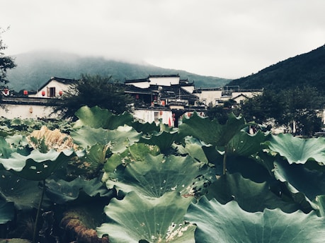 A traditional village is nestled within lush green foliage, with large lotus leaves in the foreground. White buildings with dark roofs and red lanterns are visible, framed by foggy mountains in the background.