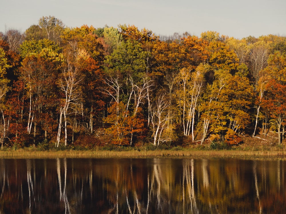 photo of green tree near river