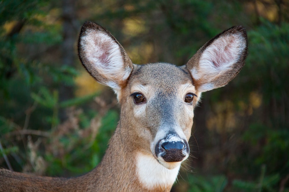 closeup photo of gray deer