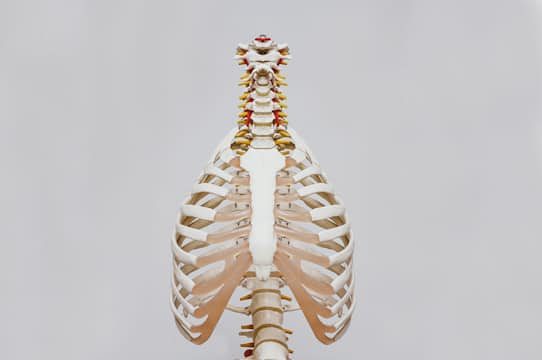 Skeleton