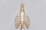 beige and white skeleton