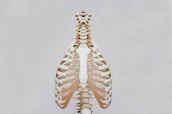 beige and white skeleton