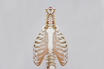 beige and white skeleton