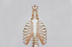 beige and white skeleton