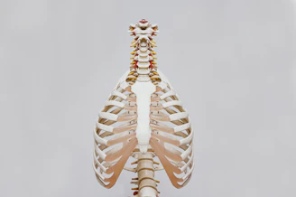 beige and white skeleton