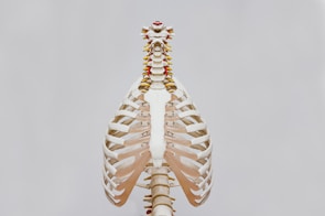 beige and white skeleton