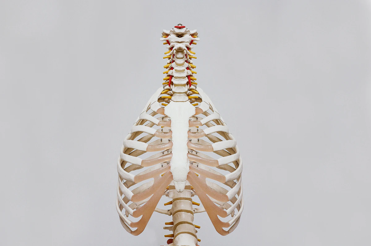 An anatomical model of the human rib cage and spine