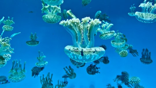 underwater photo of jellyfish in Aquarium of the Pacific United States