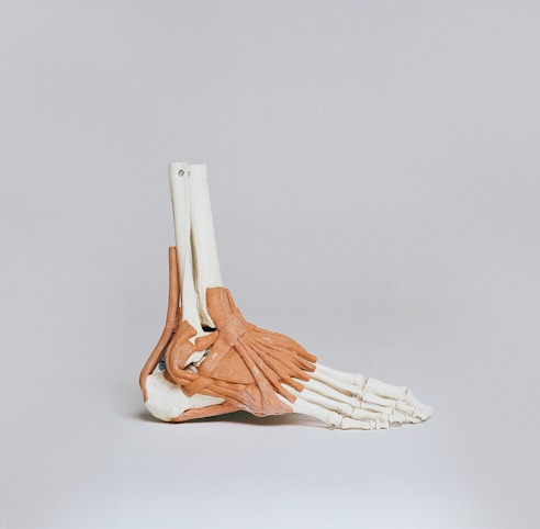 brown and white skeleton foot