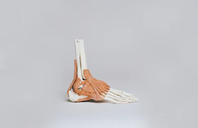 brown and white skeleton foot