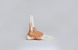 An anatomical model of the human foot and ankle highlighting bones, muscles, and tendons. The model is placed against a plain background, clearly showing the skeletal structure and muscle layers in distinct colors.