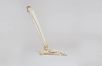 Illustration of healthy joints and connective tissue supported by sanoflex forte.