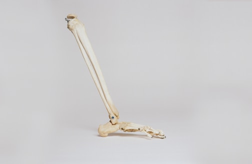 A 3D model of a human bone structure.