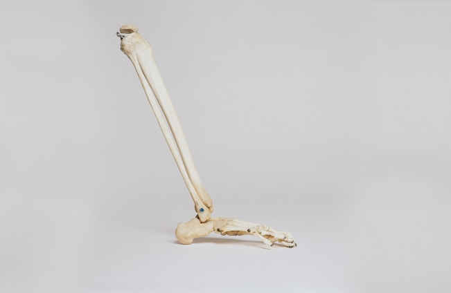 An educational image depicting human skeletal anatomy.