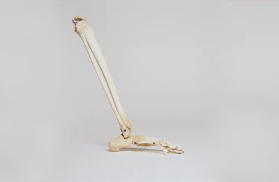 Illustration of healthy joints and connective tissue supported by sanoflex forte.