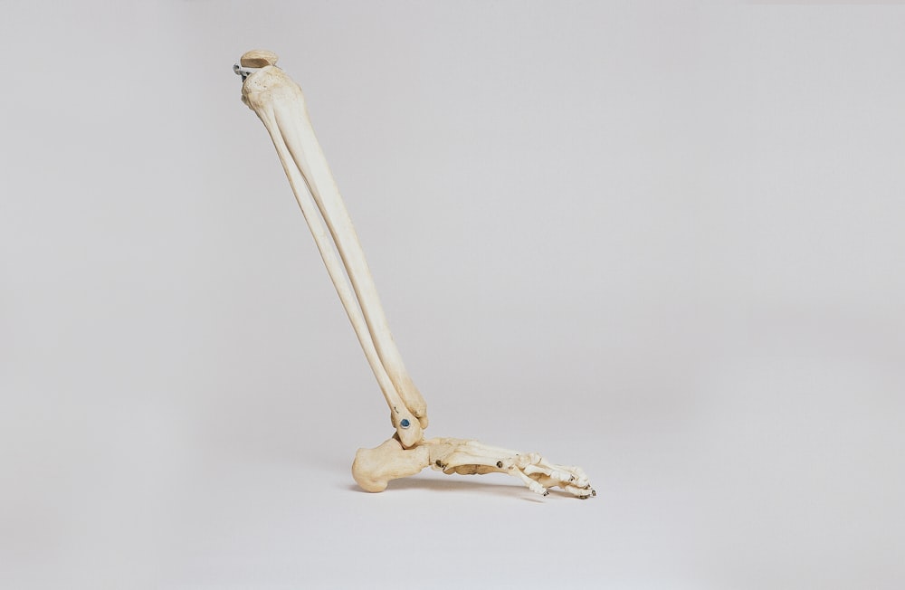 人間の足の骨格