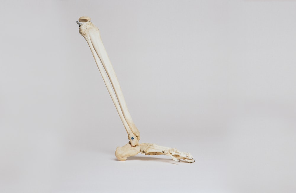 human leg skeleton