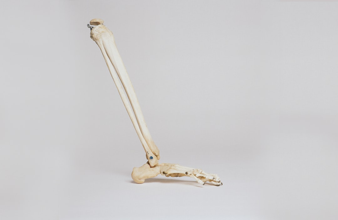 human leg skeleton