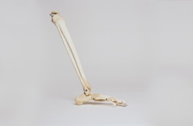 A skeletal structure resembling a leg with bones aligned and visible against a neutral grey background. The image focuses on the femur, knee joint, and foot bones, highlighting the anatomy.
