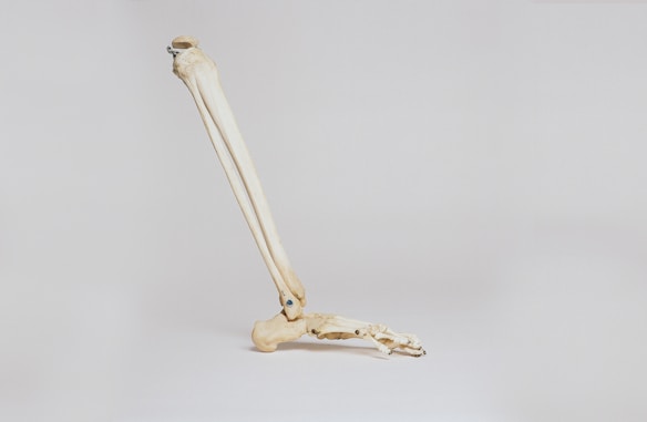 A skeletal structure resembling a leg with bones aligned and visible against a neutral grey background. The image focuses on the femur, knee joint, and foot bones, highlighting the anatomy.