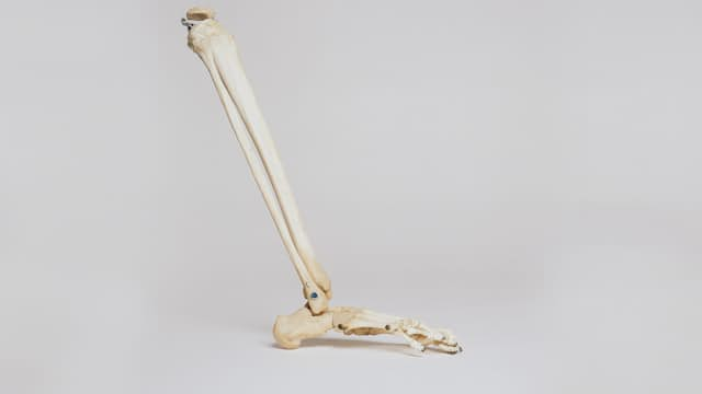 Bone