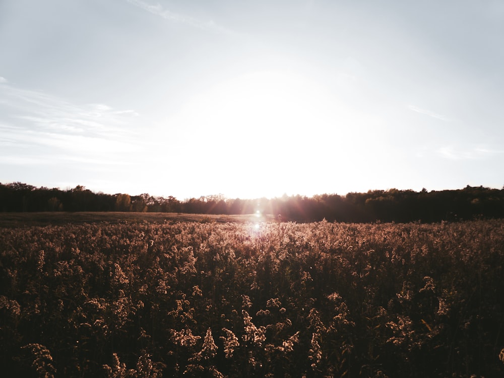 field of flowers under golden hour