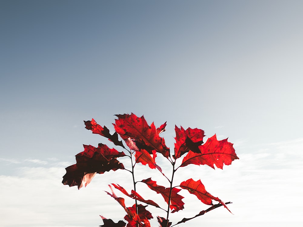 赤い乾燥した葉