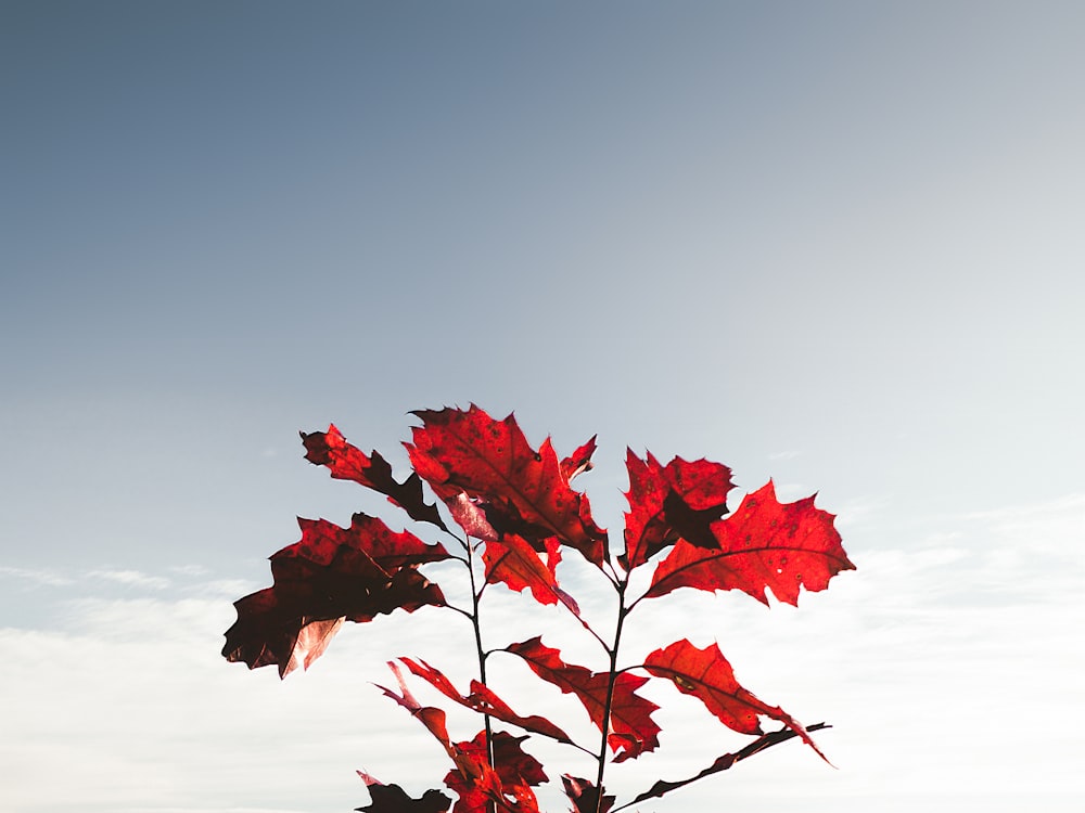 red dried leaves