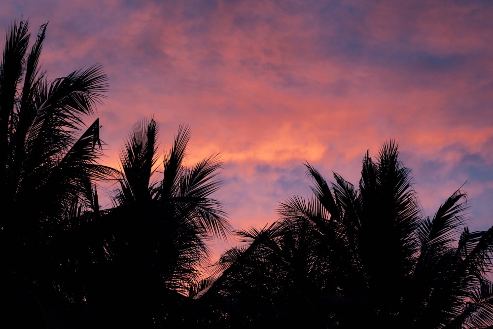 silhouette of trees under cloudy sky