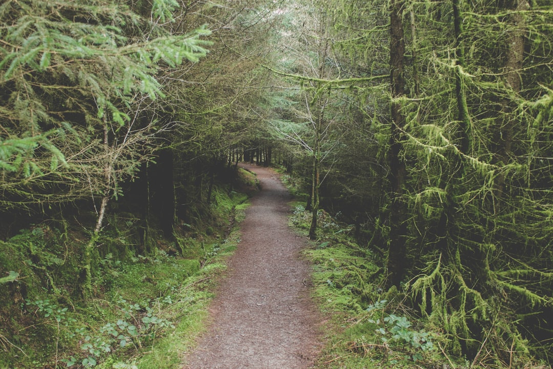 landscape photography of narrow road in the forest