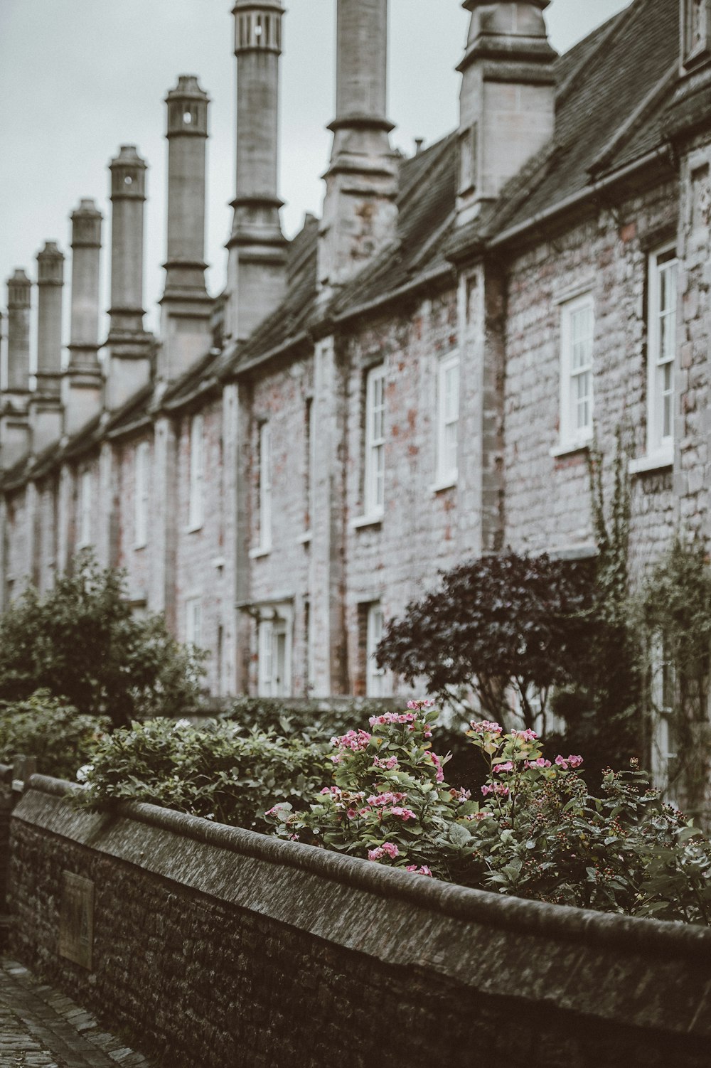 fotografia selettiva a colori di fiori dai petali rosa orso edificio