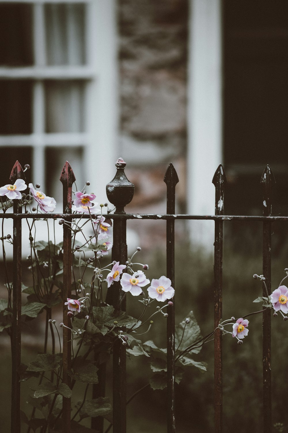 selective focus photography of pink petaled flowers near fence