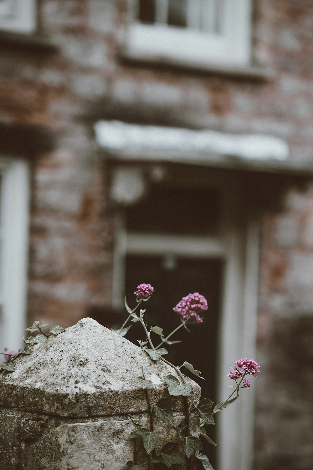 shallow photography of pink flowers