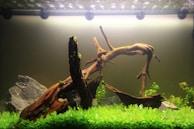 A natural aquarium setup featuring driftwood and rocks, surrounded by lush green aquatic plants. The lighting casts a serene and tranquil atmosphere, highlighting the textures of the wood and rocks.