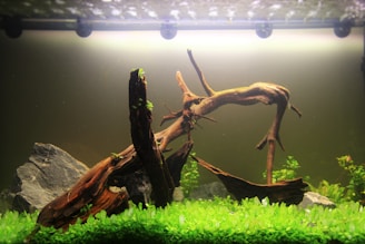 A natural aquarium setup featuring driftwood and rocks, surrounded by lush green aquatic plants. The lighting casts a serene and tranquil atmosphere, highlighting the textures of the wood and rocks.