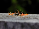 black and orange ants