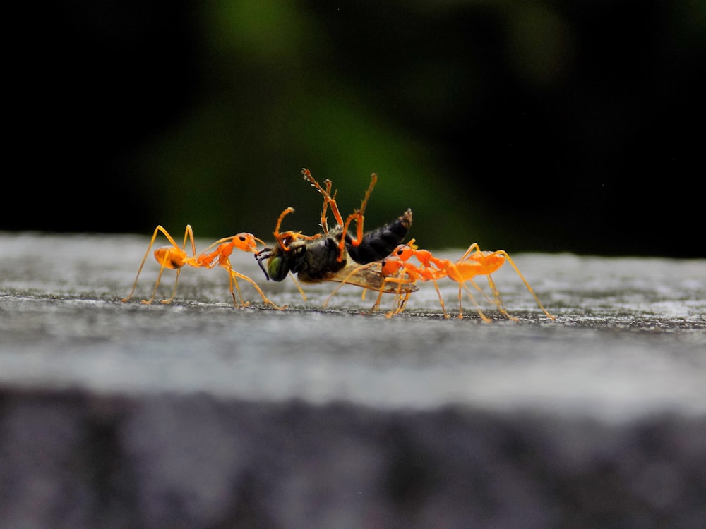 검은 색과 주황색 개미