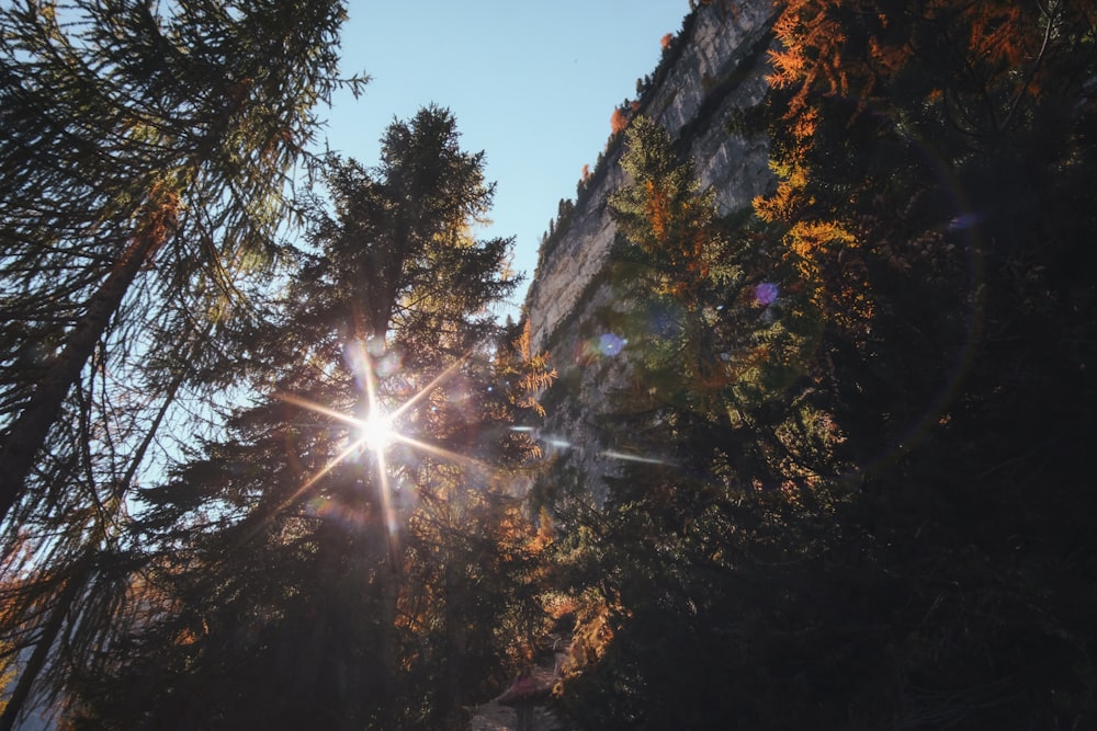 green leafed pine trees