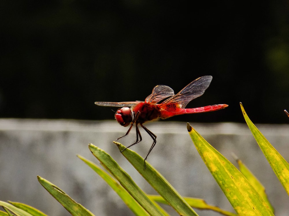 selective focus of roseate dragonfly perched on green leaf at daytime