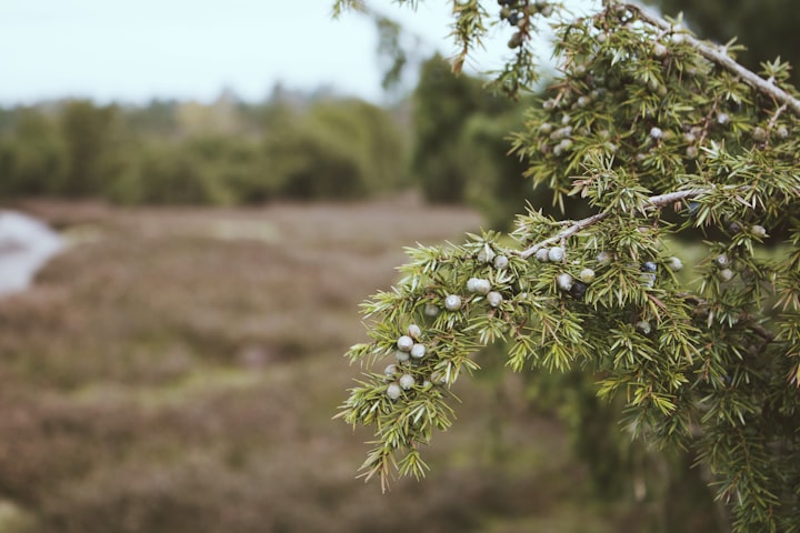 Southern Juniper