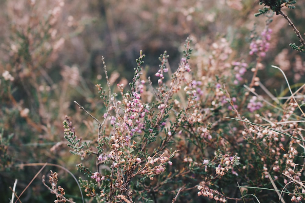 cluster of pink flowers