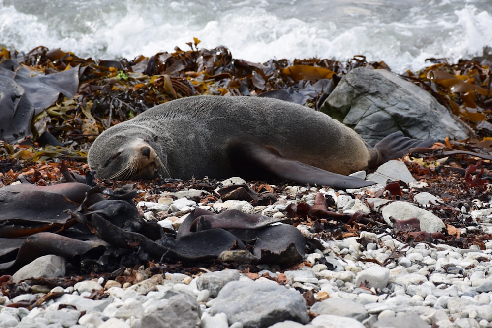 black seal laying on the ground