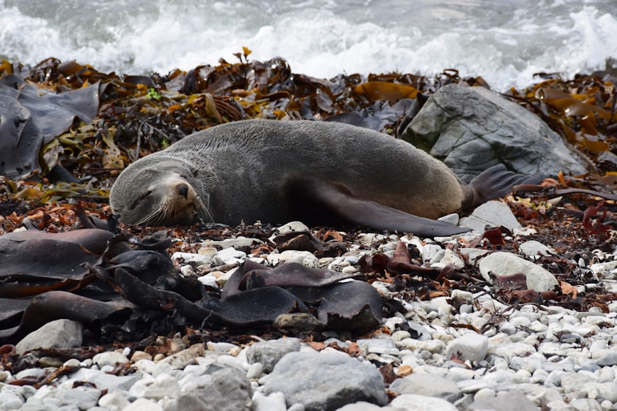 León marino descansando sobre las rocas al lado del mar