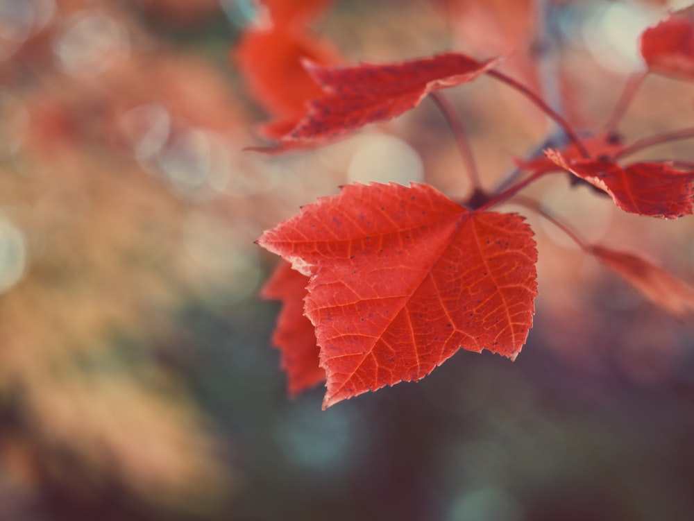 tilt shift photography of a red maple leaf