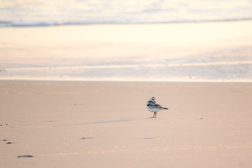 갈색 모래에 흰 새 농어