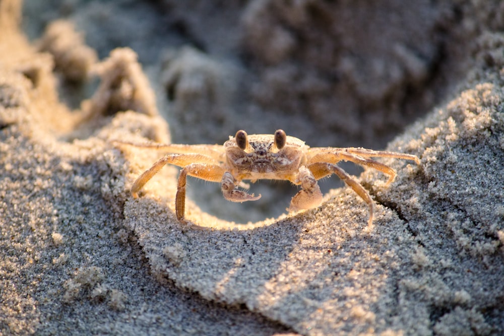 Crabe brun sur sable