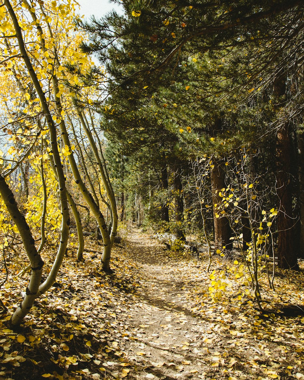 a dirt path surrounded by trees and leaves