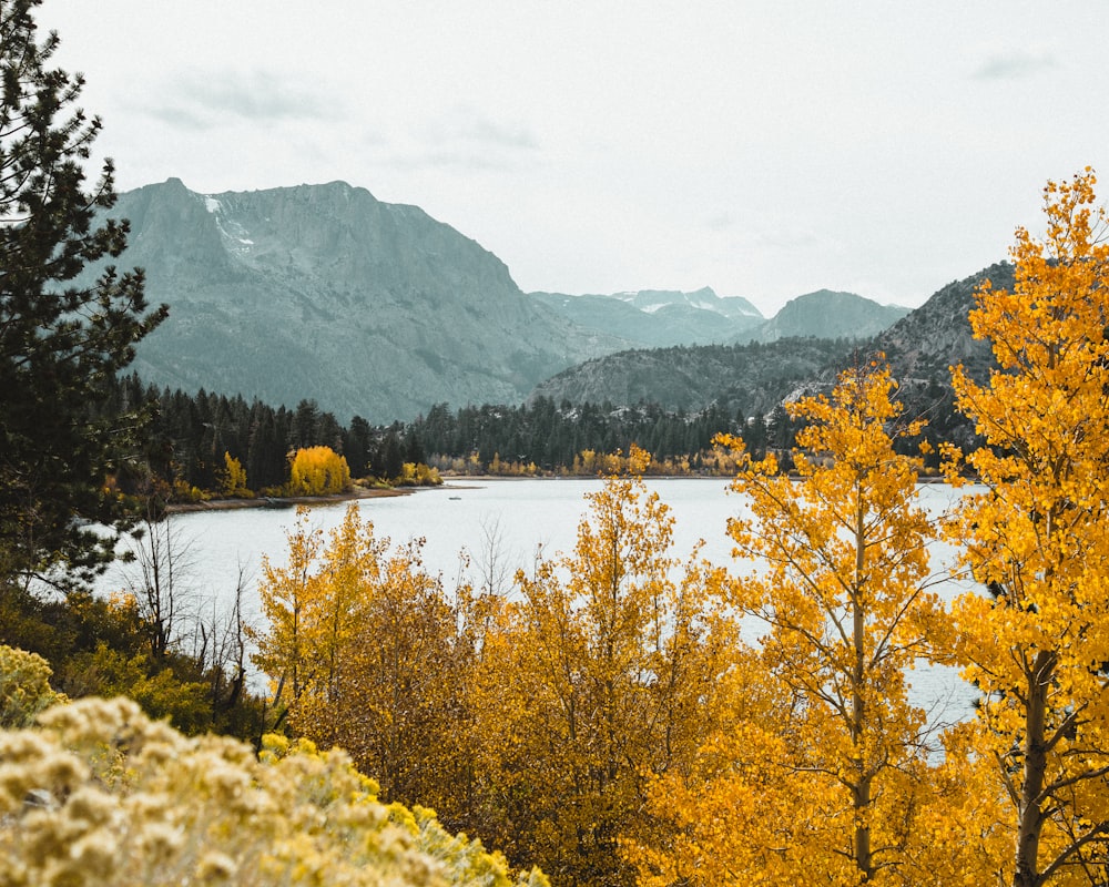 body of water surrounded with green trees